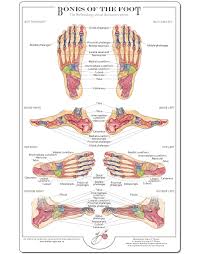 Reflexology Foot Charts Collection Balancing Touch