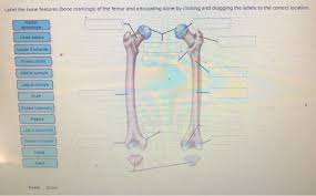 One on the outer aspect of the distal part of the humerus or proximal to the lateral condyle of the femur. Solved Label The Bone Features Bone Markings Of The Fem Chegg Com