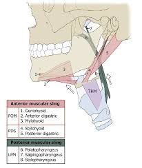 hyolaryngeal elevation hle