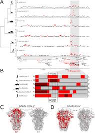 Novel the story of ye chen full episode. Positive Selection Within The Genomes Of Sars Cov 2 And Other Coronaviruses Independent Of Impact On Protein Function Peerj