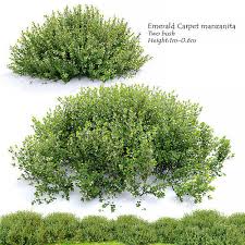 emerald carpet manzanita 3d model