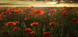 Image result for flanders field poppy story