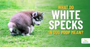 white specks in dog dogs naturally