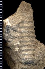 Image result for cephalopod fossil