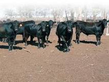 Image result for Price of Kobe Beef in Botswana