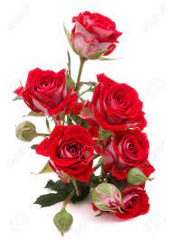 Download rose flower images and photos. Red Rose Flower Bouquet Isolated On White Background Cutout Stock Photo Picture And Royalty Free Image Image 25000806