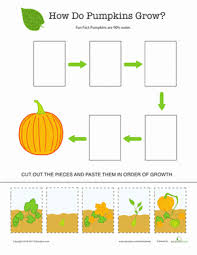 Pumpkin Life Cycle Worksheet Education Com