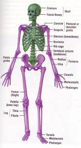 ch 18 musculoskeletal system flashcards