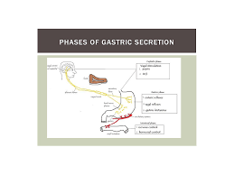 Showme Digestive System Flow Chart Enzymes