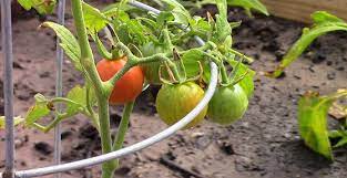 How To Grow Vegetables Easy