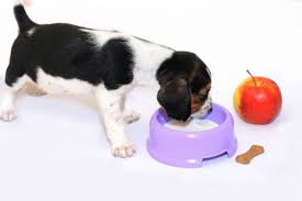 Can you give a puppy water? Can Dogs Drink Baby Formula Petschoolclassroom