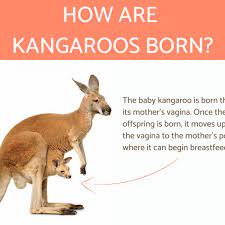 how are kangaroos born explanation