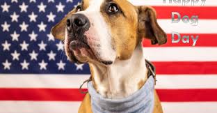 We're all dog lovers and we really want to give our furry friends the best we can. National Dog Day 2021 Happy International Dog Day Images Wallpaper Pictures Message And Greeting Latest Info