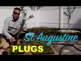 st augustine gr plugs from sod