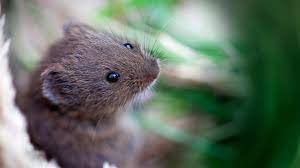 what is a vole