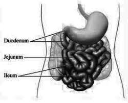 jejunum ileum and duodenum