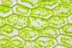 microscope leaf images browse 22 284