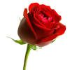 The most popular valentine's day flower is however, the red rose. Https Encrypted Tbn0 Gstatic Com Images Q Tbn And9gcruo8urdnpy Yvuwati51a3tmm91jwgvtwfytdqc9gqsko18xpm Usqp Cau