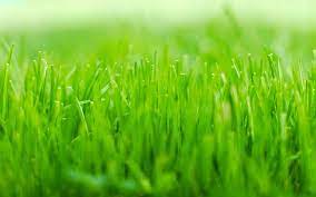 Green grass macro-Ubuntu 10-04 LTS ...