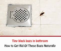 tiny black bugs in bathroom naturally