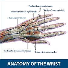 The palmaris longus tendon and the flexor carpi ulnaris tendon are not typically surrounded by synovial sheaths. Wrist Tendonitis Florida Orthopaedic Institute