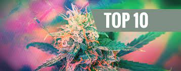 Here is a list of some of the best cannabis edibles that you can give a try in 2021 to uplift your mood. Top 10 Psychedelic Cannabis Strains Zamnesia Blog
