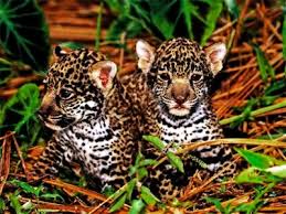 Includes monkey, anaconda, toucan, anteater, tapir, blue butterfly, rainforest trees, plants and more. Top 10 Facts About Jaguars Rainforest Cruises