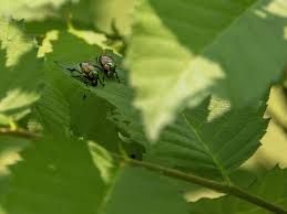 are june bugs dangerous what to know