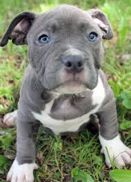Blue nose are a unique breed blue nose parets doesn't mean blue nose puppies.and even when both parents have blue noses, there is a chance some of their puppies won't. Blue Nose Pitbull Puppies For Sale Near Me Pet S Gallery