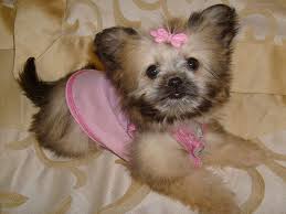 It will actually be quite easy to find a reputable breeder for this mixed breed because there are actually a lot in the. Shih Tzu Chihuahua Mix A K A Shichi Breed Info 21 Pictures Animalso