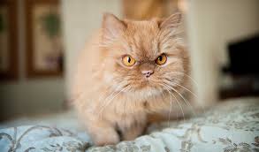 Oddly enough, ginger colouration in cats is relatively common in scotland. Persian Cat Breed Information