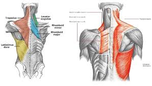 At the upper end of the backbone there is the skull. What Are The Muscles Of The Back Quora