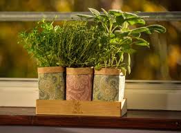 Diy Herb Garden Craft Set In Bamboo Box