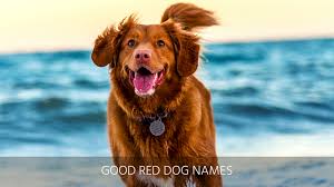 ultimate list of 400 red dog names