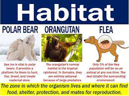 Find out all about habitat : Habitat Definition And Meaning Market Business News