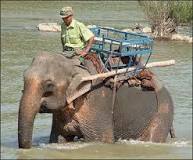 How do Mahouts control elephants?