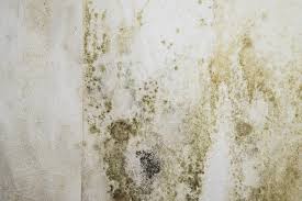 treating basement mold acculevel