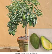 Avocado Trees For Sale How To Grow Avocado Plants At Home