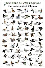 Duck Types Nohunting Waterfowl Hunting Duck Species Hunting