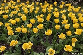 They'll definitely bring a smile to anyone's face. Tulip Flowers 50 Types How To Grow And Pictures Florgeous