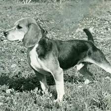 Beagle Dog Breed Information