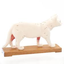 Cat Anatomy And Acupuncture Model