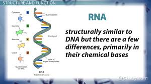 genetic material function of