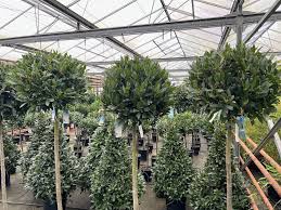 Unique Standard Evergreen Trees For