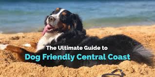 In january 2021 we made the switch to becoming a much more specialized service dog program, changed our name, and filed for 501(c)3 nonprofit status! Dog Friendly Guide To Nsw Central Coast Pupsy