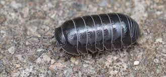 How To Easily Get Rid Of Pill Bugs Aka