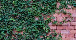 Climbing Vines On Old Brick Masonry