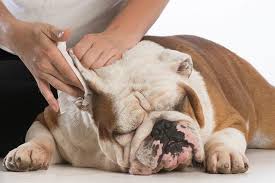 Clean the visible parts of the ear with a cotton ball soaked in the mixture. How To Clean A Dog S Ears American Kennel Club
