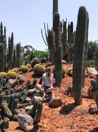 Der park im westen von mallorca dient in erster linie dem schutz der pflanzenarten und. Botanicactus Mallorca Im Kaktus Himmel Mallorca Reisen Mallorca Kaktus