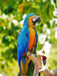 blue and yellow macaw parrot